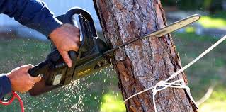 Best Leaf Removal  in Antioch, CA