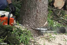 Best Emergency Tree Removal  in Antioch, CA