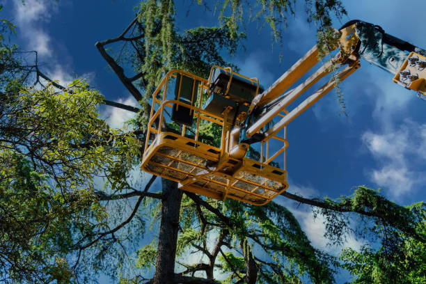 Professional Tree Services in Antioch, CA